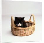Kitten Sitting in Basket by Anonymous
