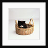 Kitten Sitting in Basket by Anonymous
