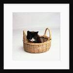 Kitten Sitting in Basket by Anonymous