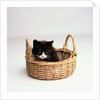 Kitten Sitting in Basket by Anonymous