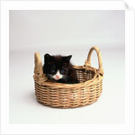 Kitten Sitting in Basket by Anonymous