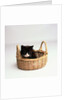Kitten Sitting in Basket by Anonymous