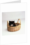 Kitten Sitting in Basket by Anonymous