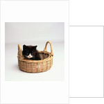 Kitten Sitting in Basket by Anonymous