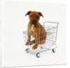 Puppy Sitting in Miniature Shopping Cart by Anonymous