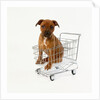 Puppy Sitting in Miniature Shopping Cart by Anonymous