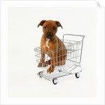 Puppy Sitting in Miniature Shopping Cart by Anonymous