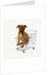 Puppy Sitting in Miniature Shopping Cart by Anonymous