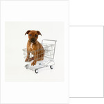 Puppy Sitting in Miniature Shopping Cart by Anonymous