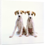 Whippet Puppies by Anonymous