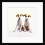 Whippet Puppies by Anonymous