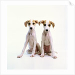 Whippet Puppies by Anonymous