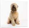 Soft-Coated Wheaten Terrier by Anonymous