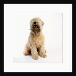 Soft-Coated Wheaten Terrier by Anonymous