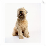 Soft-Coated Wheaten Terrier by Anonymous