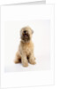 Soft-Coated Wheaten Terrier by Anonymous