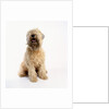 Soft-Coated Wheaten Terrier by Anonymous