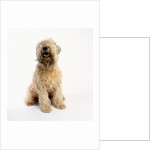 Soft-Coated Wheaten Terrier by Anonymous