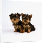 Yorkshire Terrier Puppies by Anonymous