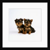 Yorkshire Terrier Puppies by Anonymous