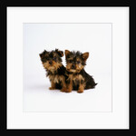 Yorkshire Terrier Puppies by Anonymous