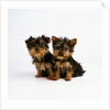Yorkshire Terrier Puppies by Anonymous