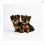 Yorkshire Terrier Puppies by Anonymous