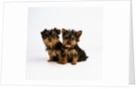 Yorkshire Terrier Puppies by Anonymous