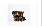 Yorkshire Terrier Puppies by Anonymous