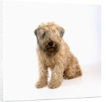 Wheaten Terrier by Anonymous