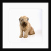 Wheaten Terrier by Anonymous