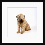 Wheaten Terrier by Anonymous