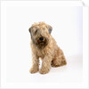 Wheaten Terrier by Anonymous
