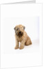 Wheaten Terrier by Anonymous