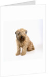 Wheaten Terrier by Anonymous