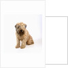 Wheaten Terrier by Anonymous