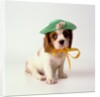 Spaniel Puppy Wearing Ribbon and Hat by Anonymous