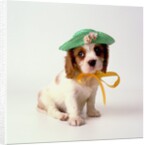 Spaniel Puppy Wearing Ribbon and Hat by Anonymous