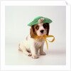 Spaniel Puppy Wearing Ribbon and Hat by Anonymous