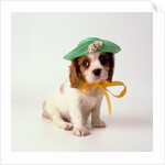 Spaniel Puppy Wearing Ribbon and Hat by Anonymous