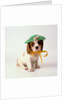 Spaniel Puppy Wearing Ribbon and Hat by Anonymous