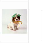 Spaniel Puppy Wearing Ribbon and Hat by Anonymous