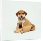 Puppy Sitting in Shopping Bag by Anonymous