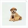 Puppy Sitting in Shopping Bag by Anonymous