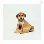 Puppy Sitting in Shopping Bag by Anonymous