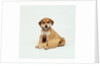 Puppy Sitting in Shopping Bag by Anonymous