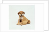 Puppy Sitting in Shopping Bag by Anonymous