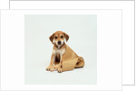 Puppy Sitting in Shopping Bag by Anonymous