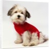 Bichon Havanaise Wearing Red Sweater by Anonymous