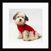 Bichon Havanaise Wearing Red Sweater by Anonymous